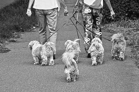 Dog owners in Chennai to be fined for leaving dog poo on streets