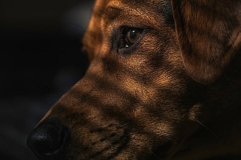  Kudumbasree women to be trained as dog catchers in Kerala
