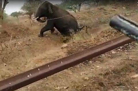 Karnataka forest dept staffer seen shooting at elephant in video sacked