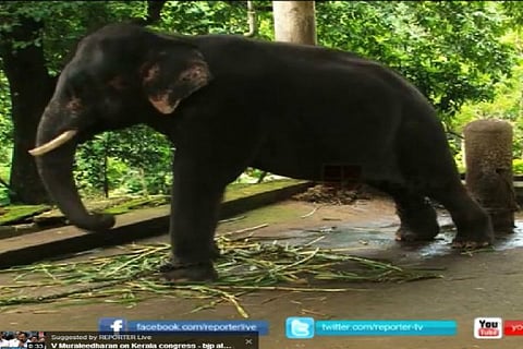 Old woman from Varkala dies after being attacked by elephant at Sabarimala