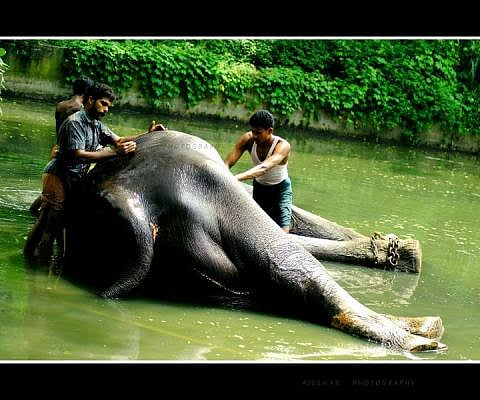 Murder attempt on blind tusker: Killing opponent's elephant for revenge is not new to Kerala