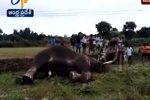 Angry elephants destroy crops in Andhra village after tusker gets electrocuted