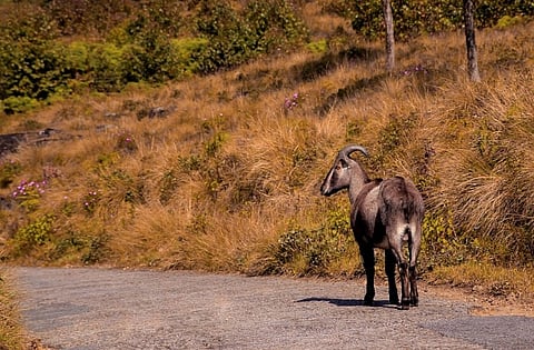 Kerala becomes first state to record biodiversity with the help of local communities