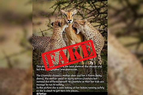 Shed tears over the impala who faced cheetahs to save her babies? Read the true story