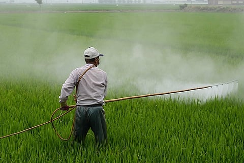 Representative image of a farmer spraying pesticide