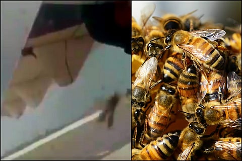 Guess what caused this Hyderabad-Pune flight to be delayed by an hour… bees!
