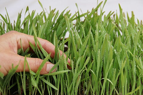 Kerala couple dupes neighbourhood of Rs 86 lakhs in bogus organic farming venture