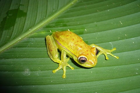 The world's first glow-in-the-dark frog found in Argentina