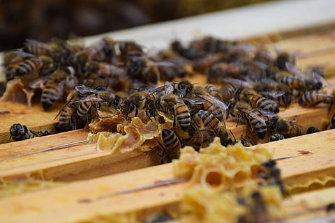 Karnataka minister stung by bee while inaugurating biodiversity park