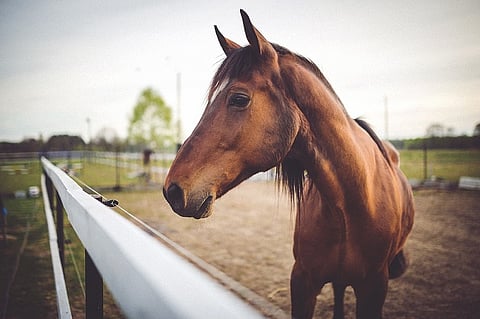 Doped or not? Battle over stimulants in Bengaluru turf club racehorse’s urine samples