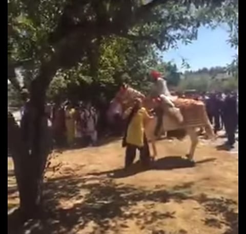 Watch video: Groom on a drugged horse, what happened next?