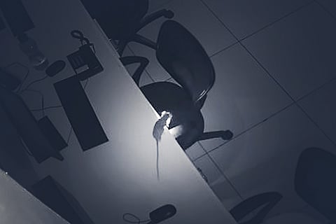 A rat dropping a burning wick onto a chair 