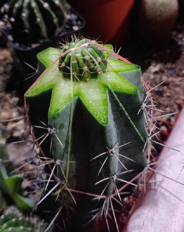 cylindrica Sansevieria cylindrica 'Boncel'