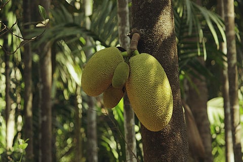 Kerala’s promotional council: As if Malayalis need more encouragement to eat jackfruit