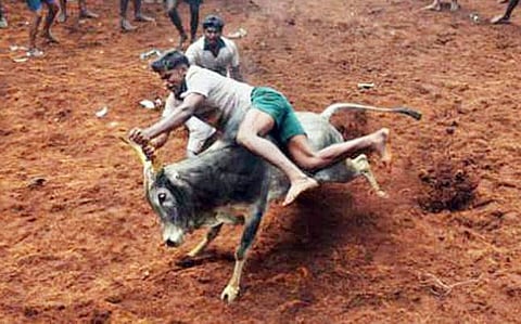  Seven people die during jallikattu in Tamil Nadu