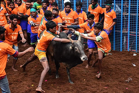 Men trying to tame a bull in a Jallikattu event