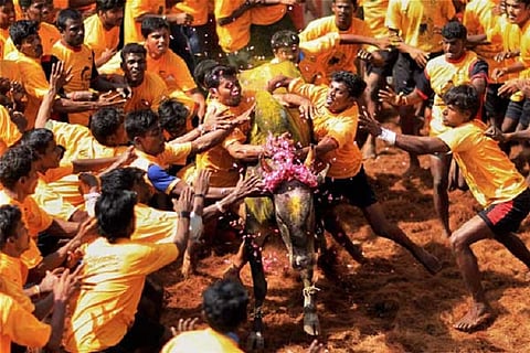 ‘Is jallikattu a cultural right?’: SC refers matter to Constitution Bench
