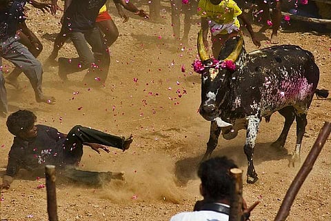 A bull in jallikattu arena