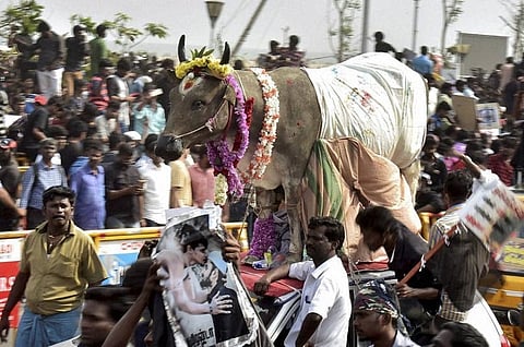 New cattle slaughter rules a sham: Why voices of jallikattu are upset with the Centre 