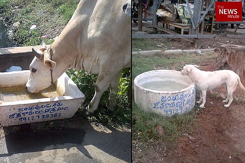 Caring for strays: Vijayawada NGO installs water containers to beat the heat