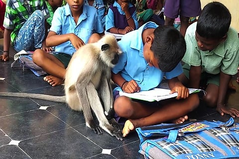 Meet Lakshmi, the langur, most sincere student in a govt school in Andhra Pradesh