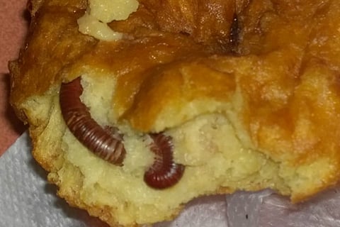 Cockroaches and leech in food, Kochi Infopark employees protest for good food