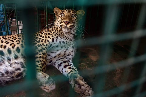 Leopard