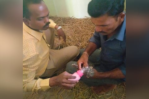 Mysuru forest dept staff take to hand-feeding to save two rescued leopard cubs