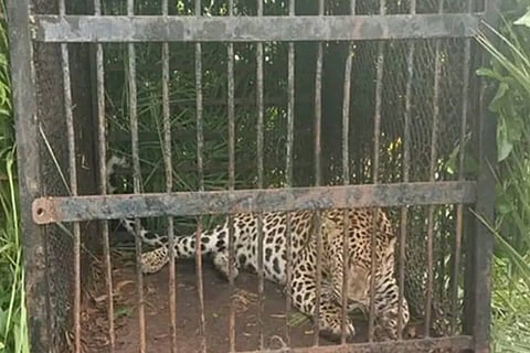 Leopard that killed the girl has been taught