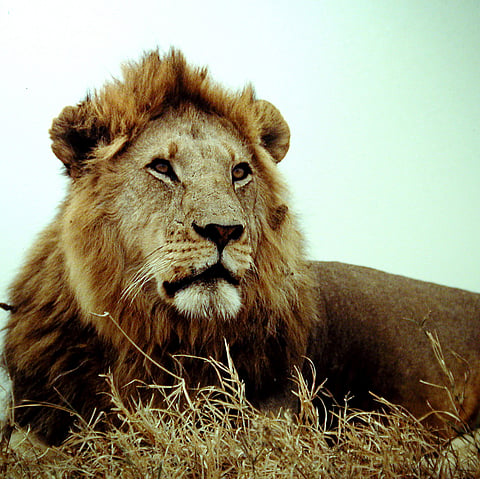Two lions attack, grievously injure keeper in Bengaluru zoo