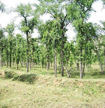 How Maharashtra forest dept is trying to regain control over community forests