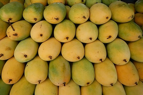 Drought to severely affect Karnataka mango yield this year