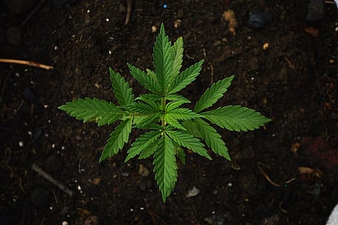 What do we know about marijuana's medical benefits? Two experts explain the evidence