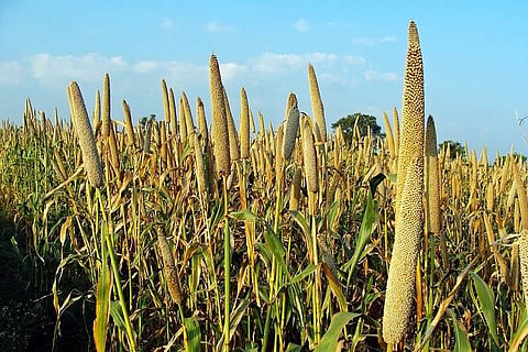 As Karnataka pushes for millets, here’s why they are the '21st century smart food'