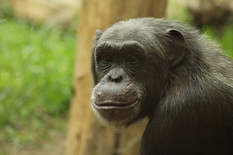 The five most common misunderstandings about evolution