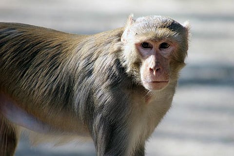 Many leave Telangana village as monkeys take over, others prepare for a fight back