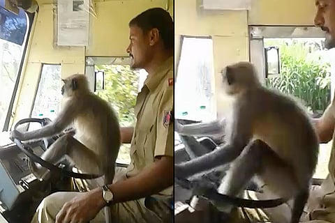  Monkey business: Karnataka driver suspended for letting langoor steer bus