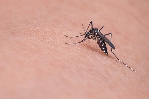 West Nile Fever: K’taka Health Dept issues alert for border districts 