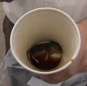Man finds dead mouse in his McDonald's coffee, after he finishes drinking it