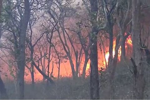 Fire breaks out in TN’s Mudumalai Tiger Reserve, officials suspect it's man-made