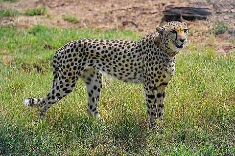 Namibian cheetah in MP's Kuno National Park