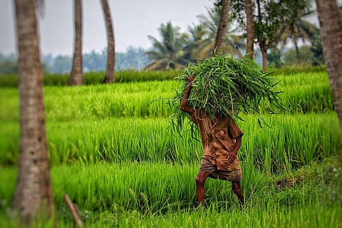 Unseasonal rains in Kerala: Farmers across state face a huge crisis