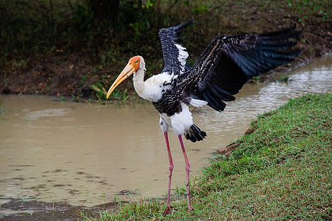 Painted stork