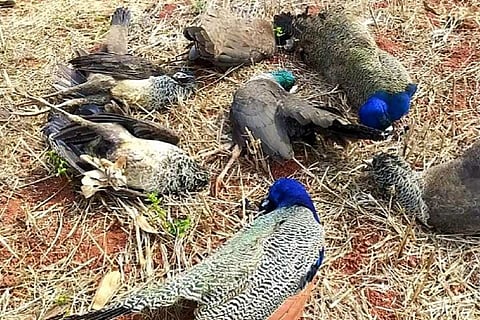 Dead peacocks