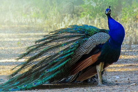 Peafowl 