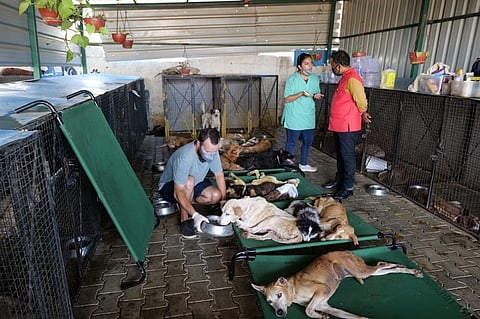 Rabbits dead, cats and dogs starved in Bengaluru pet shops that shut for lockdown