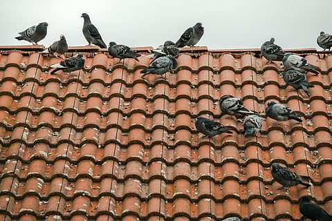 Bengaluru woman gets her ear torn by neighbour for feeding birds