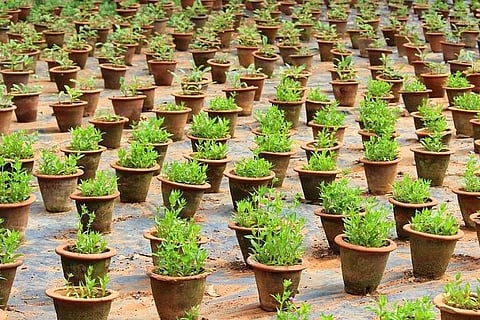 B’luru officials want to plant 10 lakh saplings, but going by their record, not many survive