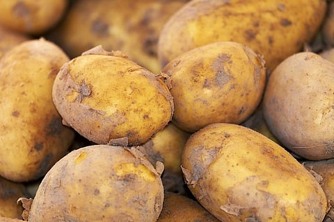 File photo of patato