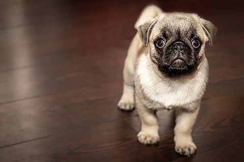 How to save inbred, short-faced dogs such as pugs and bulldogs from poor health